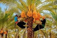 پست بوشهر روزانه یک تن خرما به سراسر کشور ارسال می‌کند