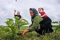 حمایت بیمه اجتماعی از ۱۰ هزار مادر سه فرزند روستایی در خراسان شمالی