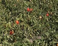 افزایش ۵۰ درصدی بهره وری آب در کاشت گوجه فرنگی در آذربایجانغربی