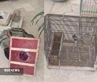 دستگیری متخلف زنده گیری پرندگان زینتی در الیگودرز
