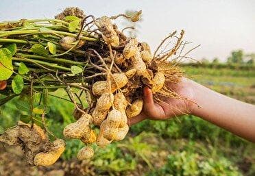 برداشت بادام زمینی در باغ‌های گیلان