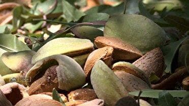 آغاز برداشت گران قیمت‌ترین خشکبار درختی کشور در چهارمحال و بختیاری