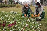 آغاز کاشت خزانه گل‌های فصلی در بجنورد