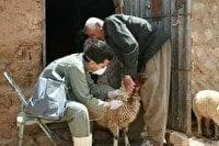 تزریق بیش از ۱۳ میلیون دُز واکسن به دام‌های آذربایجان غربی