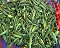 برداشت خیار محلی از زمین‌های کشاورزی مهاباد