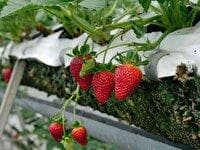 ۱۰۰ گلخانه کوچک مقیاس در روستا‌های خراسان شمالی راه اندازی می‌شود