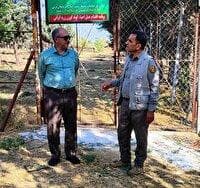 بررسی روند پرورش گوزن زرد ایرانی در مجتمع رشکان ارومیه
