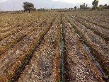 آغاز کشت نشاء گوجه‌فرنگی و بادمجان در هرمزگان