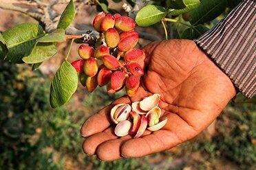 لبخند پسته‌های خندان به روی باغداران خراسان شمالی