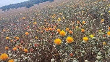 افزایش تمایل کشاورزان زنجان به کشت گلرنگ