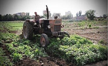 انهدام محصولات کشاورزی آبیاری شده با فاضلاب در همدان