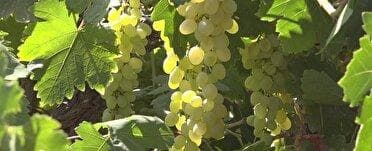 آغاز برداشت انگور از تاکستان‌های استان