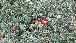 آغاز برداشت گوجه فرنگی از مزارع شهرستان اسدآباد