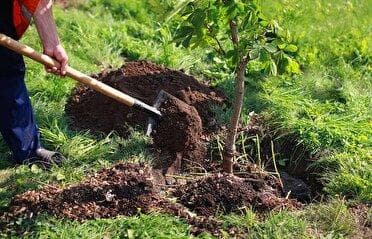 از اجرای طرح یک میلیارد نهال تا احیای نهالستان‌های متروکه