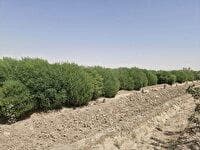 پایش تولید گیاهان مقاوم به شوری در بخش ایلخچی اسکو