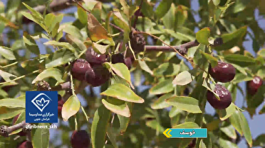 معرفی محصولات راهبردی خراسان جنوبی در کشور