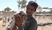  آبادانی ۳۰ هکتار زمین سنگلاخی به همت کارآفرین بومی