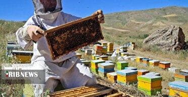 آغاز برداشت عسل از زنبورستان‌های کهگیلویه و بویراحمد