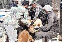 آغاز واکسیناسیون بیماری تب برفکی در فریمان