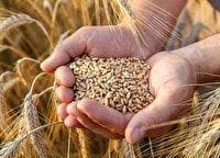 تدوین برنامه راهبردی تکثیر و تدارک بذر برای سال زراعی