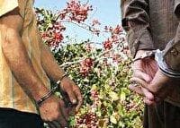سارق پسته‌های خندان، گریان شد