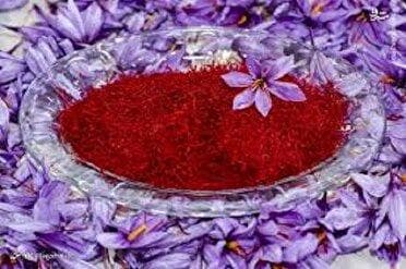 پیش بینی تولیدهزار و ۸۰۰ کیلوگرم طلای سرخ از مزارع مینودشت