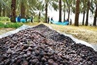 آغاز برداشت خرما از نخلستان‌های استان بوشهر