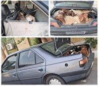 توقیف خودروی حامل احشام فاقد مجوز در لامرد