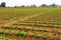 وصول ۶۲ هزار و ۴۲۵ میلیون ریال از فروش اراضی فعال استان بوشهر