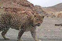 ثبت تصاویر دو فرد پلنگ ایرانی در منطقه حفاظت شده سبزکوه