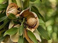 جشنواره بادام قوشچی برگزار می‌شود
