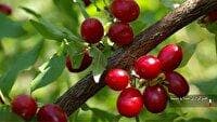 آذربایجان شرقی دومین تولیدکننده زغال‌ اخته در کشور