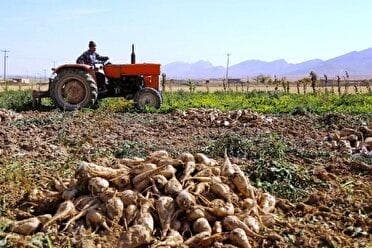 پیش‌بینی تولید بیش از ۵۰۰ هزار تن چغندرقند در پیرانشهر