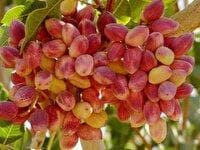 افزایش ۳۰ درصدی تولید پسته در استان یزد
