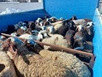 کشف ۵۰ راس گوسفند فاقد مجوز حمل در بردسکن
