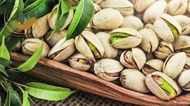 پیش بینی برداشت ۹ هزار تن پسته از باغ‌های قم