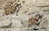 طاعون نشخوارکنندگان کوچک در الموت شرقی مهار شد