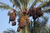 افزایش ۱۰ درصدی برداشت خرما در بافق