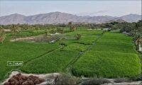 قصرقند قطب کشاورزی جنوب سیستان و بلوچستان