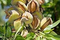 آفت زدگی درختان بادام نصرآباد؛ تهدیدی جدی برای معیشت کشاورزان