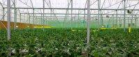 مزایای کشت گلخانه ای
