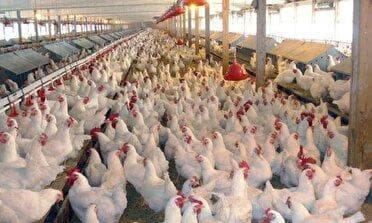 اصفهان پیشتاز در تامین وتوزیع گوشت مرغ منجمد