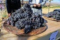 برپایی ۶۰ غرفه در جشنواره انگور سیاه سردشت