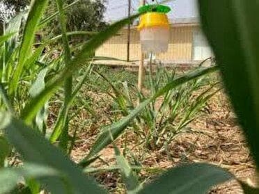 آفت قرنطینه ای با نام کرم برگ‌خوار پاییزه