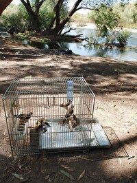 دستگیری سه متخلف زنده‌گیری سهره طلایی در شاهین‌دژ