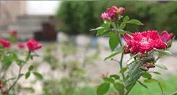 افزایش دما از فردا در مازندران