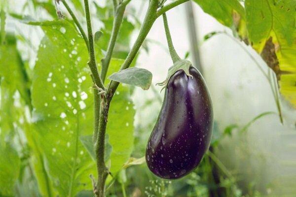 پیش بینی برداشت ۸۷ هزار تن بادمجان از مزارع میناب