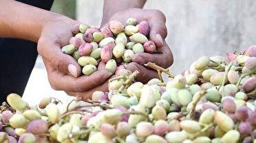 کشت پسته در زنجان فرصتی راهبردی برای توسعه اقتصادی