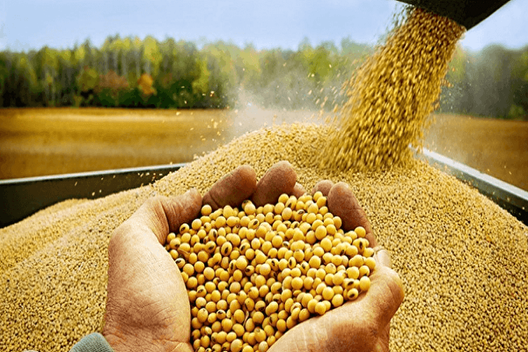 کمبود ذرت و جو به مرز هشدار رسید/ آقای وزیر؛ شما که گفتید جای نگرانی نیست؟