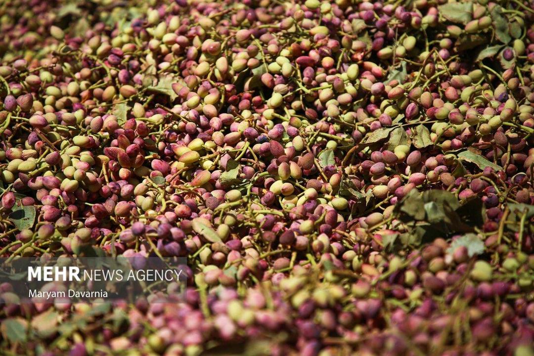 ورامین قطب تولید پسته و صنایع تبدیلی کشاورزی تهران است